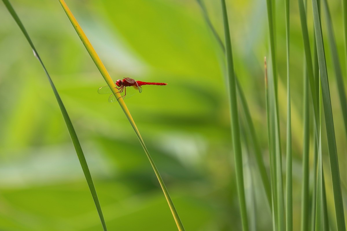 虹湾公园5----红蜻蜓