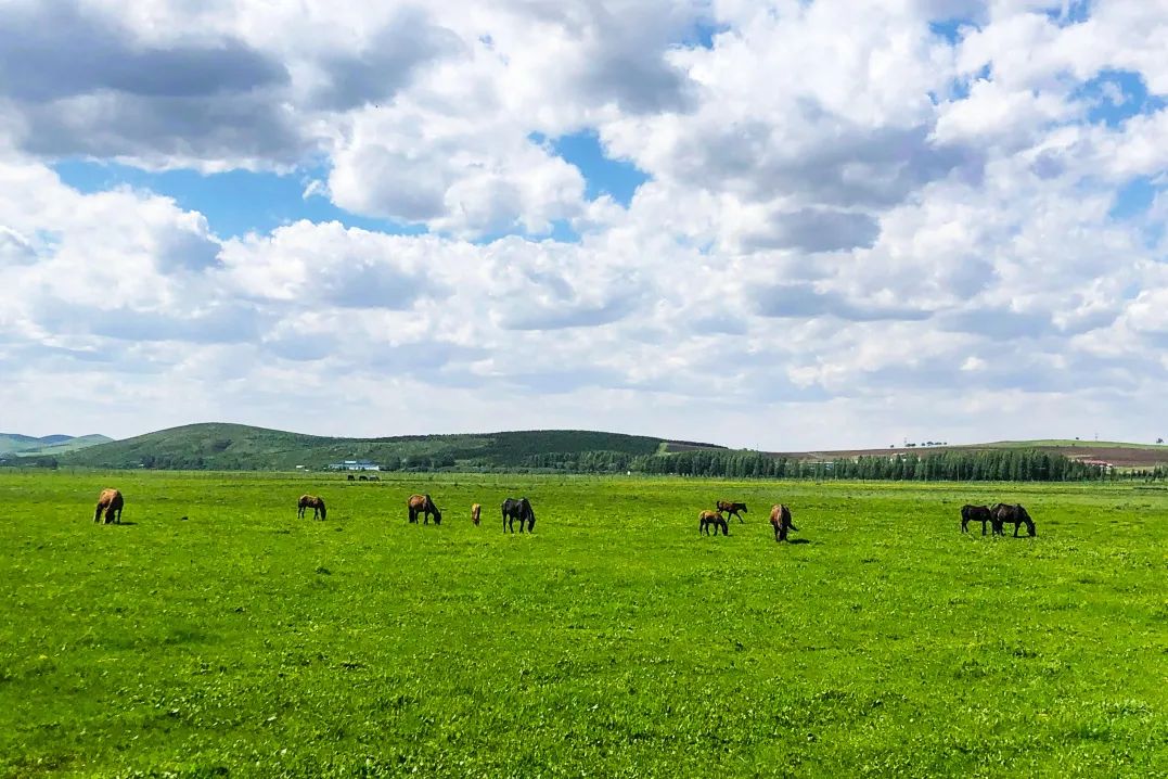 京北草原大汗行宫 | 初夏的草原美如画