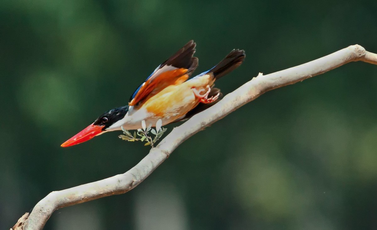 飞版蓝翡翠一组