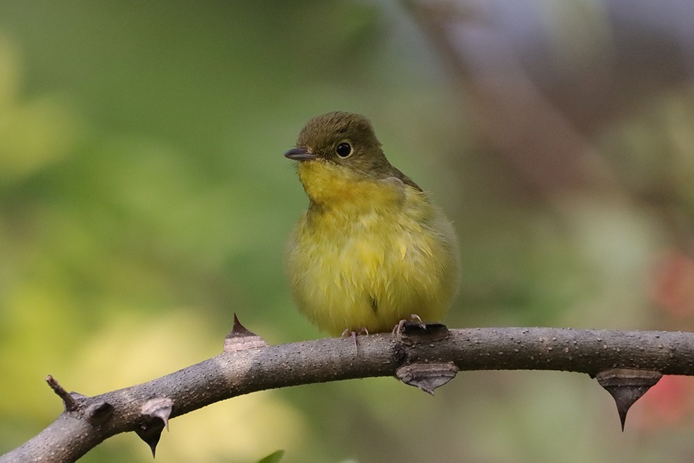 绿背姬鹟打卡北京