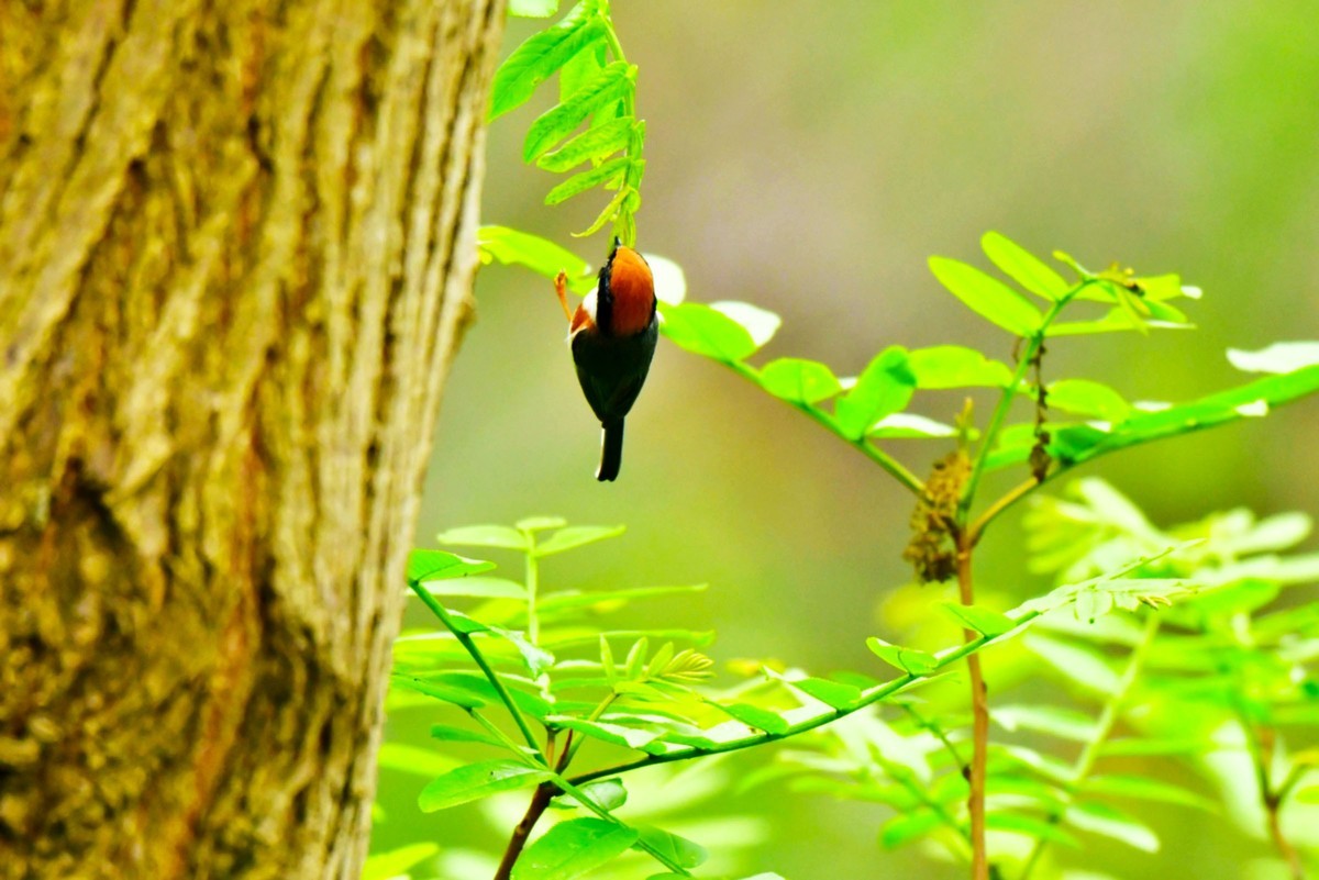 长尾山雀的午餐