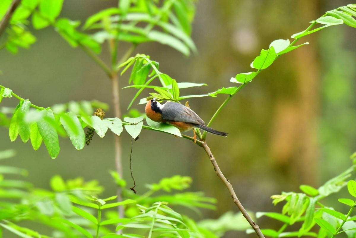 长尾山雀的午餐