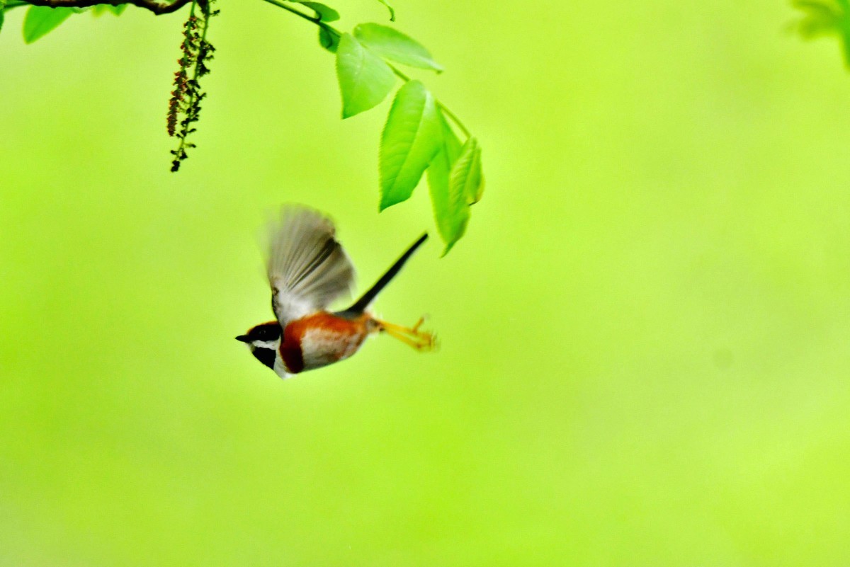 长尾山雀的午餐