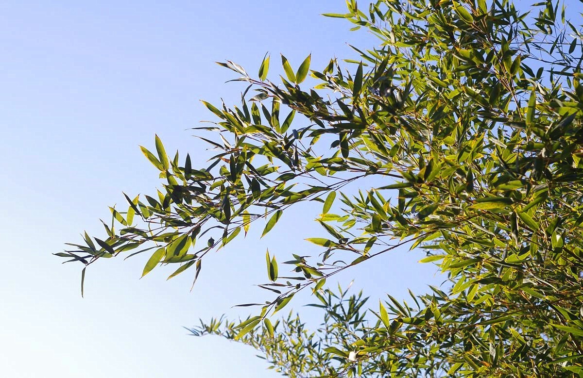 冬日的公园静悄悄