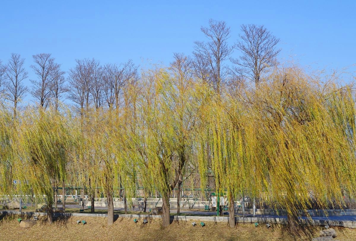 冬日的公园静悄悄