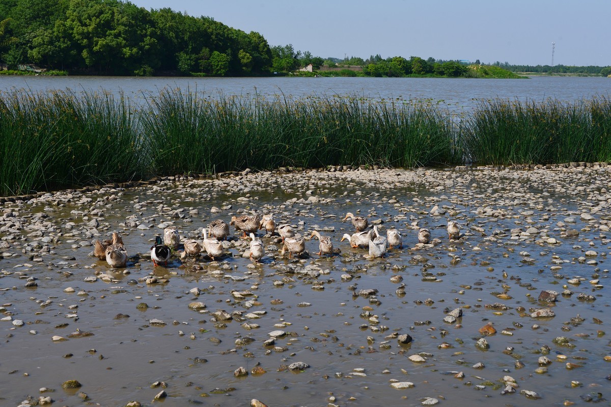 三湖一坝生态湿地公园