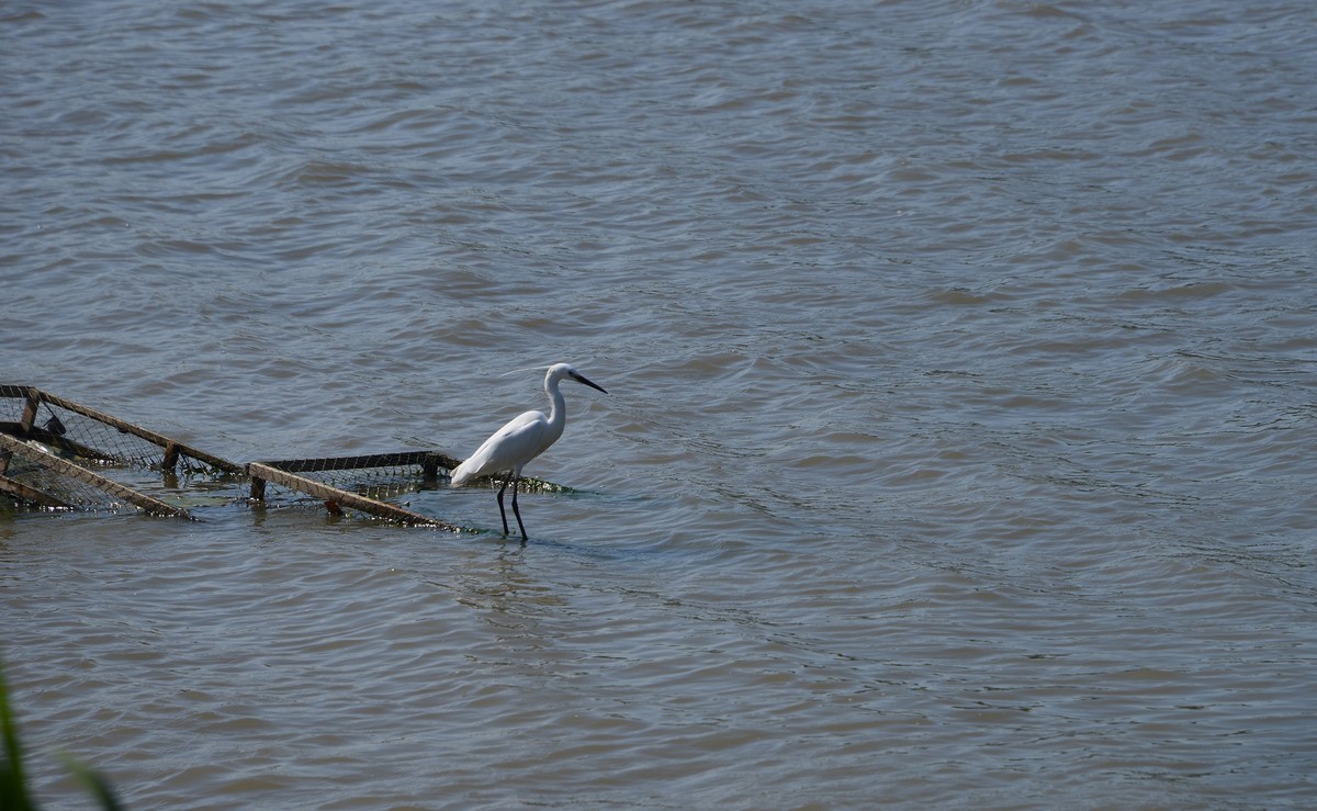 三湖一坝生态湿地公园