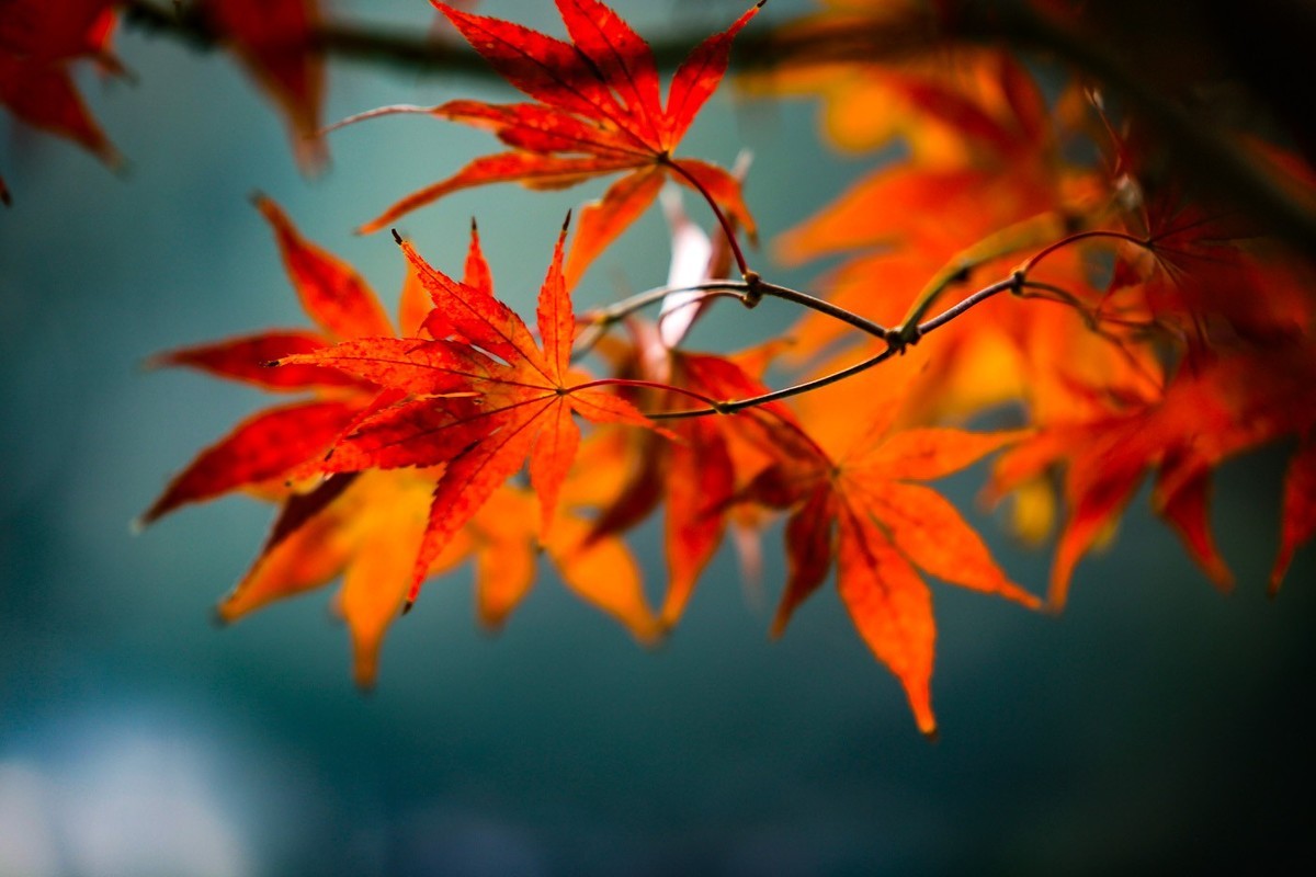 #遇见最美秋叶#--红叶