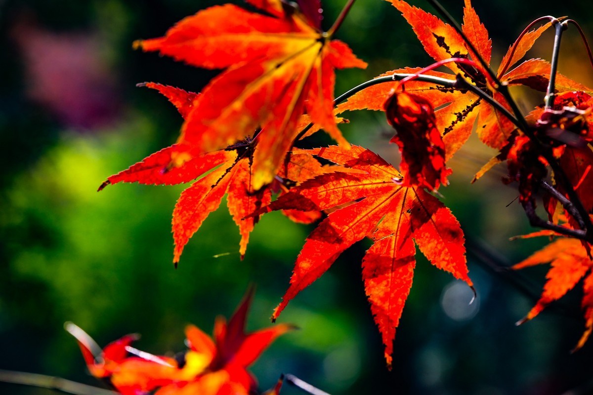 #遇见最美秋叶#--红叶