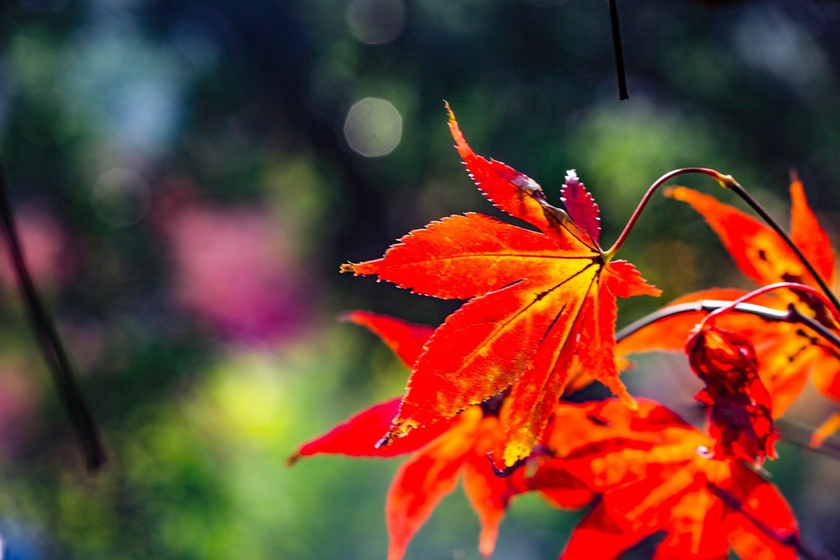 #遇见最美秋叶#--红叶