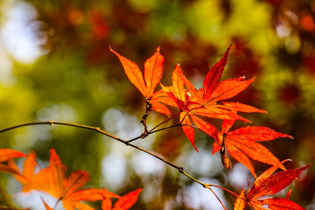 #遇见最美秋叶#--红叶