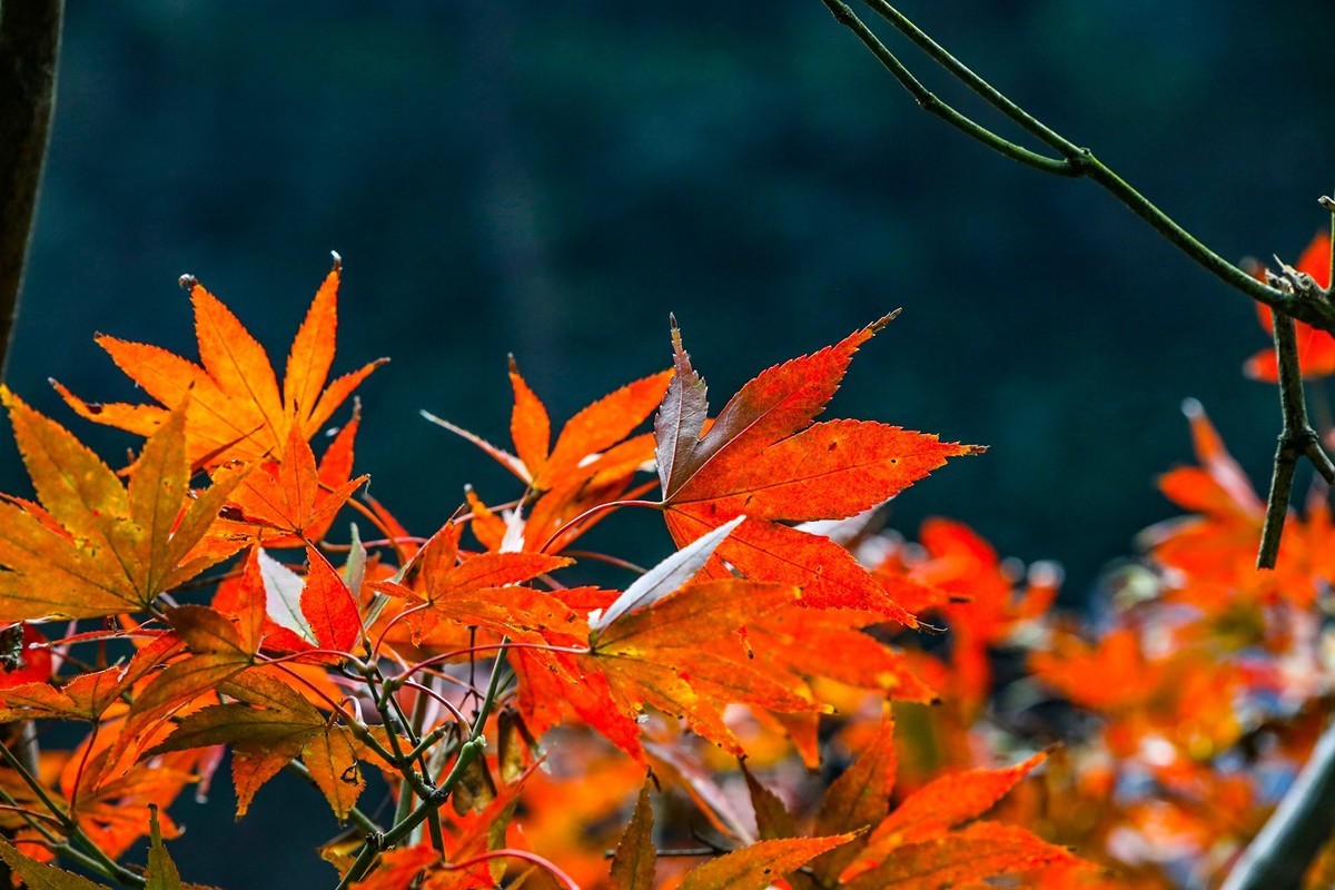 #遇见最美秋叶#--红叶