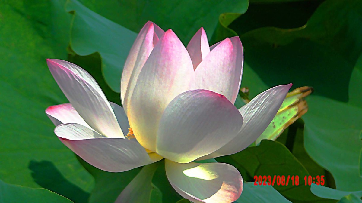 白银河里的荷花