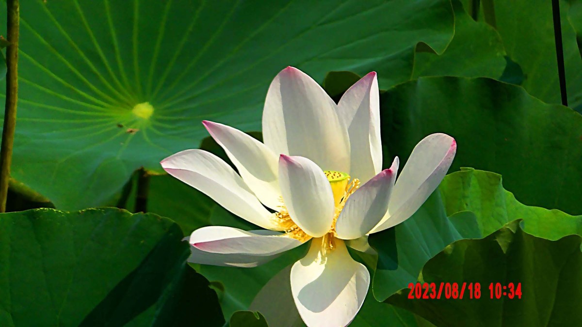 白银河里的荷花