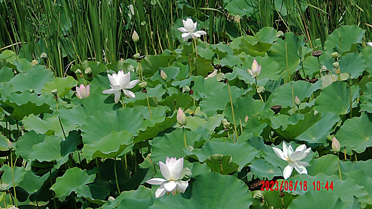白银河里的荷花