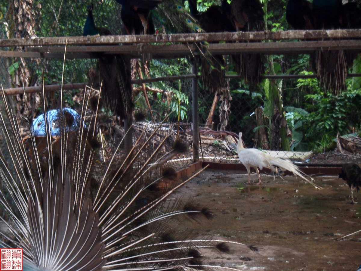 云南之行－－西双版纳孔雀园（1）二精