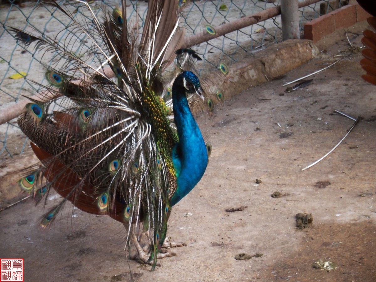云南之行－－西双版纳孔雀园（1）二精