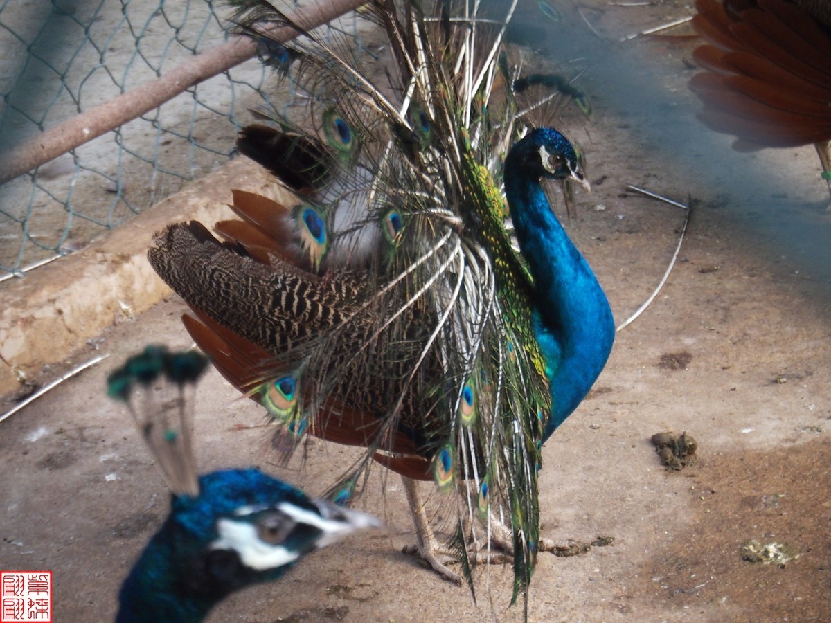 云南之行－－西双版纳孔雀园（1）二精