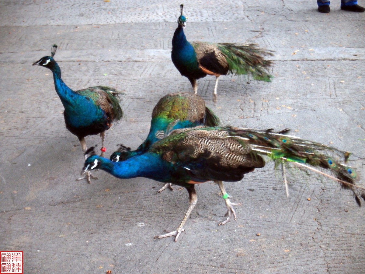 云南之行－－西双版纳孔雀园（1）二精