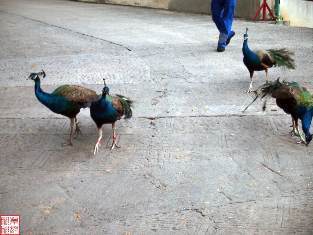 云南之行－－西双版纳孔雀园（1）二精