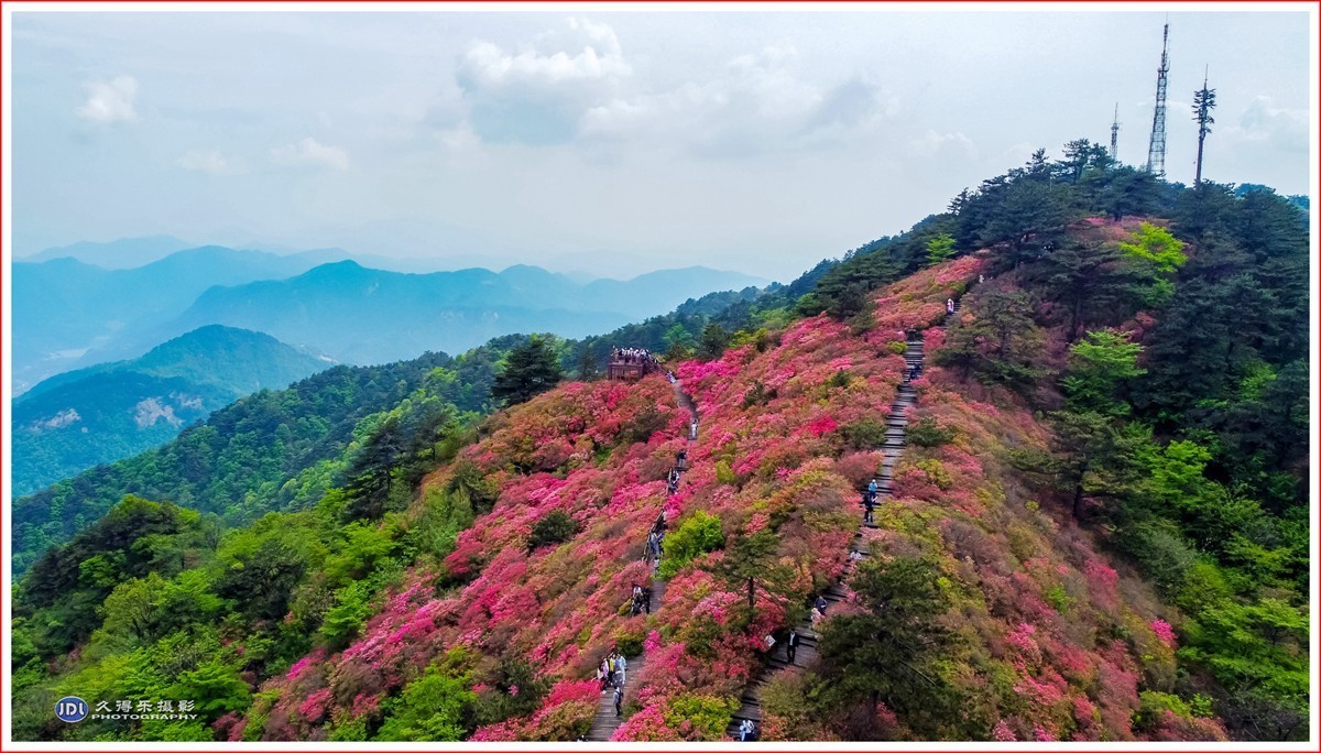 2024-(125)麻城龟峰山杜鹃花海(一)