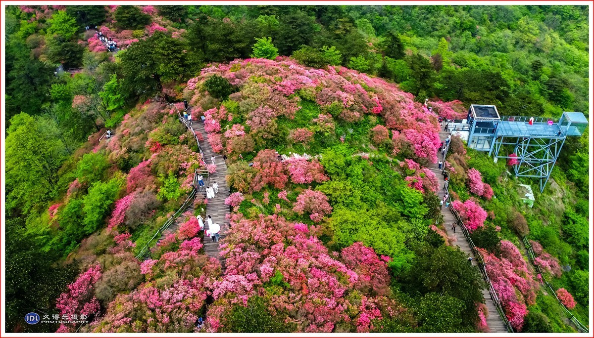 2024-(130)麻城龟峰山杜鹃花海(六)