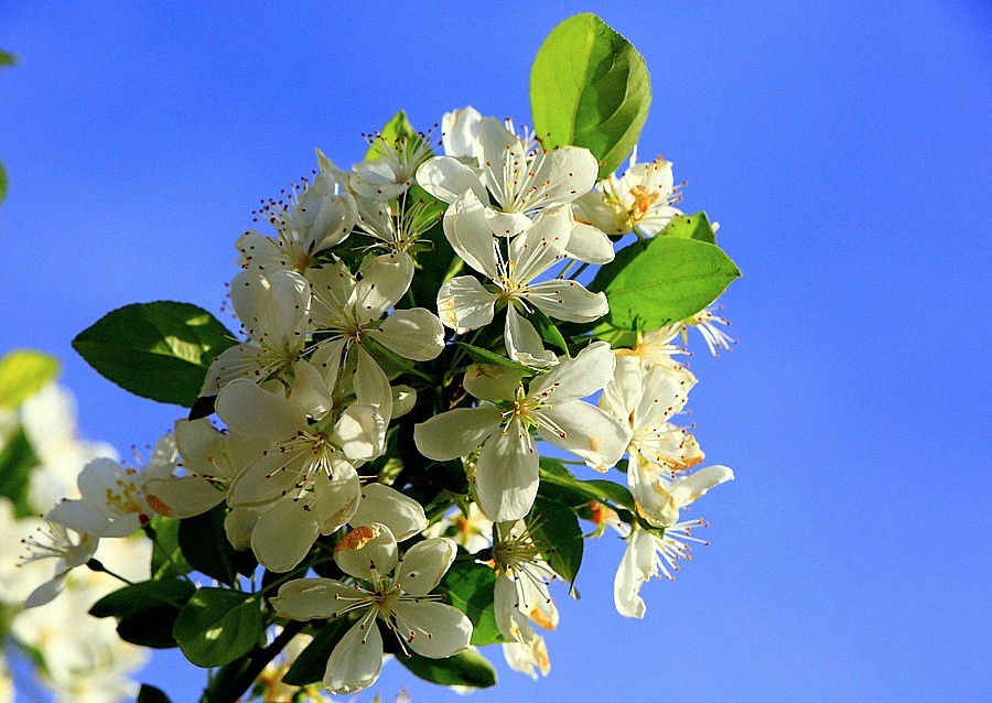 《不老松：纪实摄影》建设中的沧州植物园！ (9)