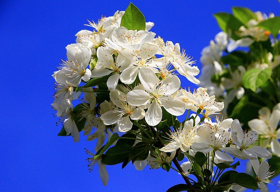 《不老松：纪实摄影》建设中的沧州植物园！ (9)