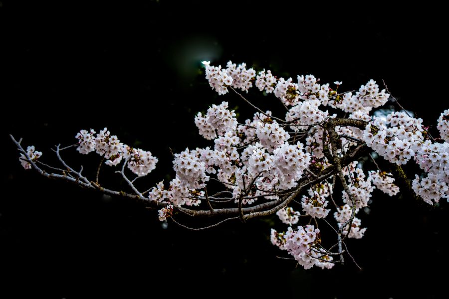 樱花