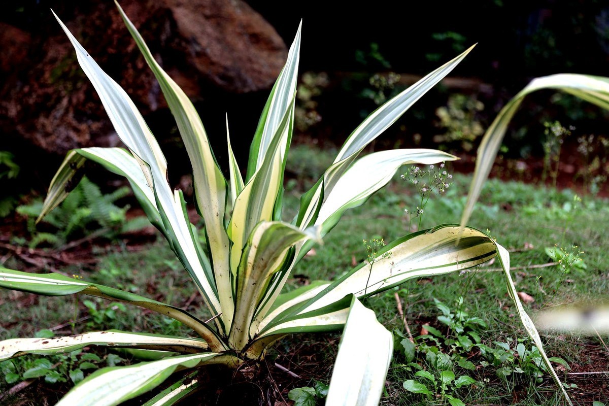 亚热带植物--吊兰