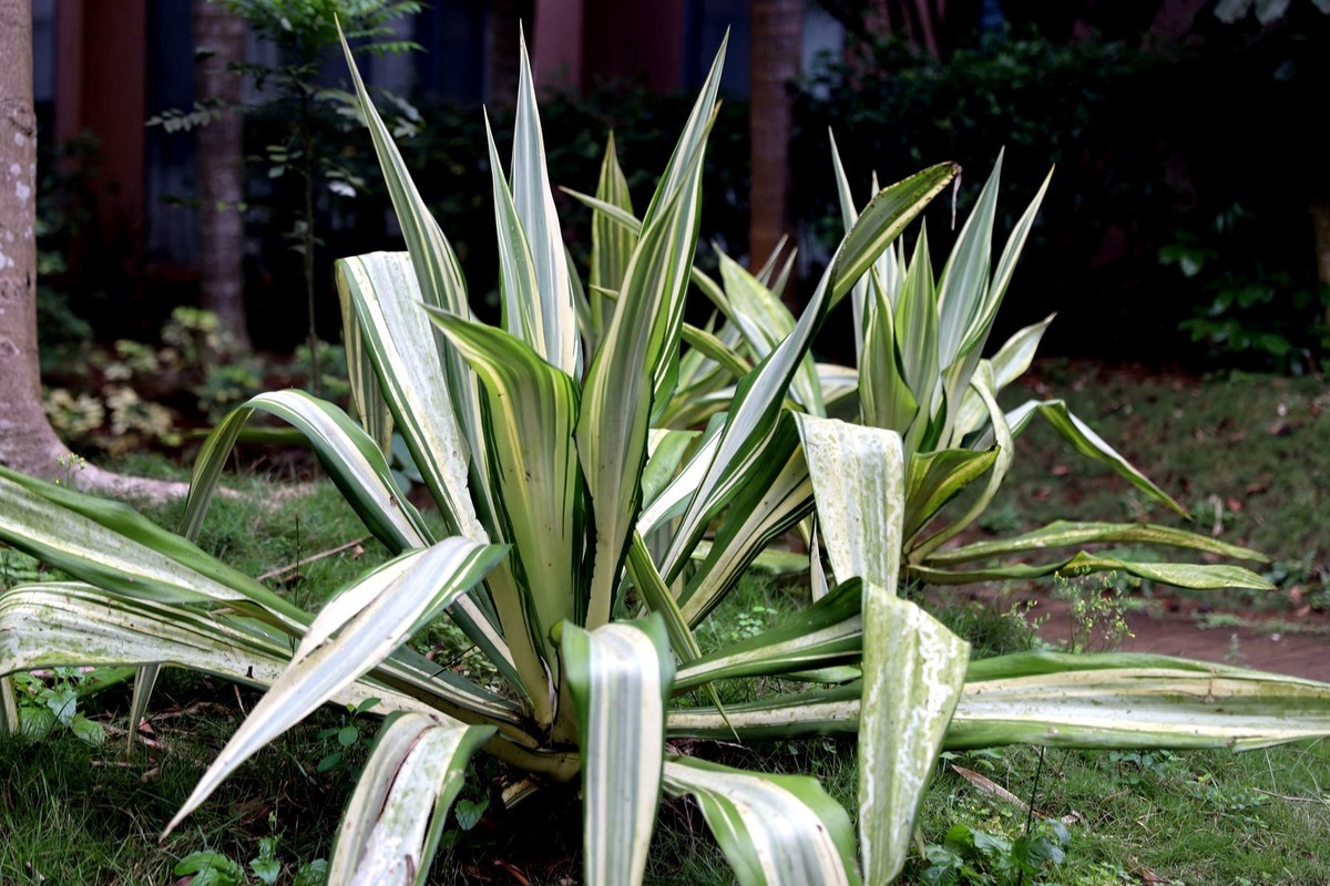 亚热带植物--吊兰