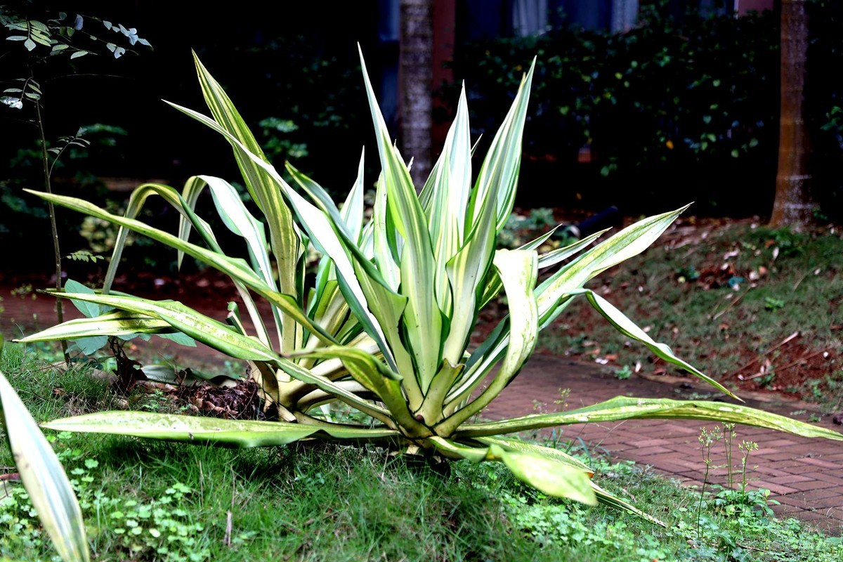 亚热带植物--吊兰