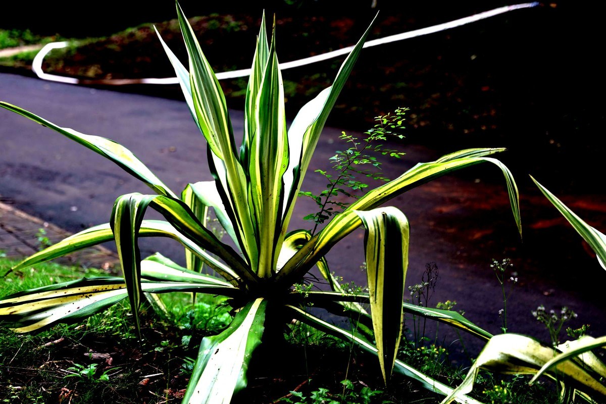 亚热带植物--吊兰