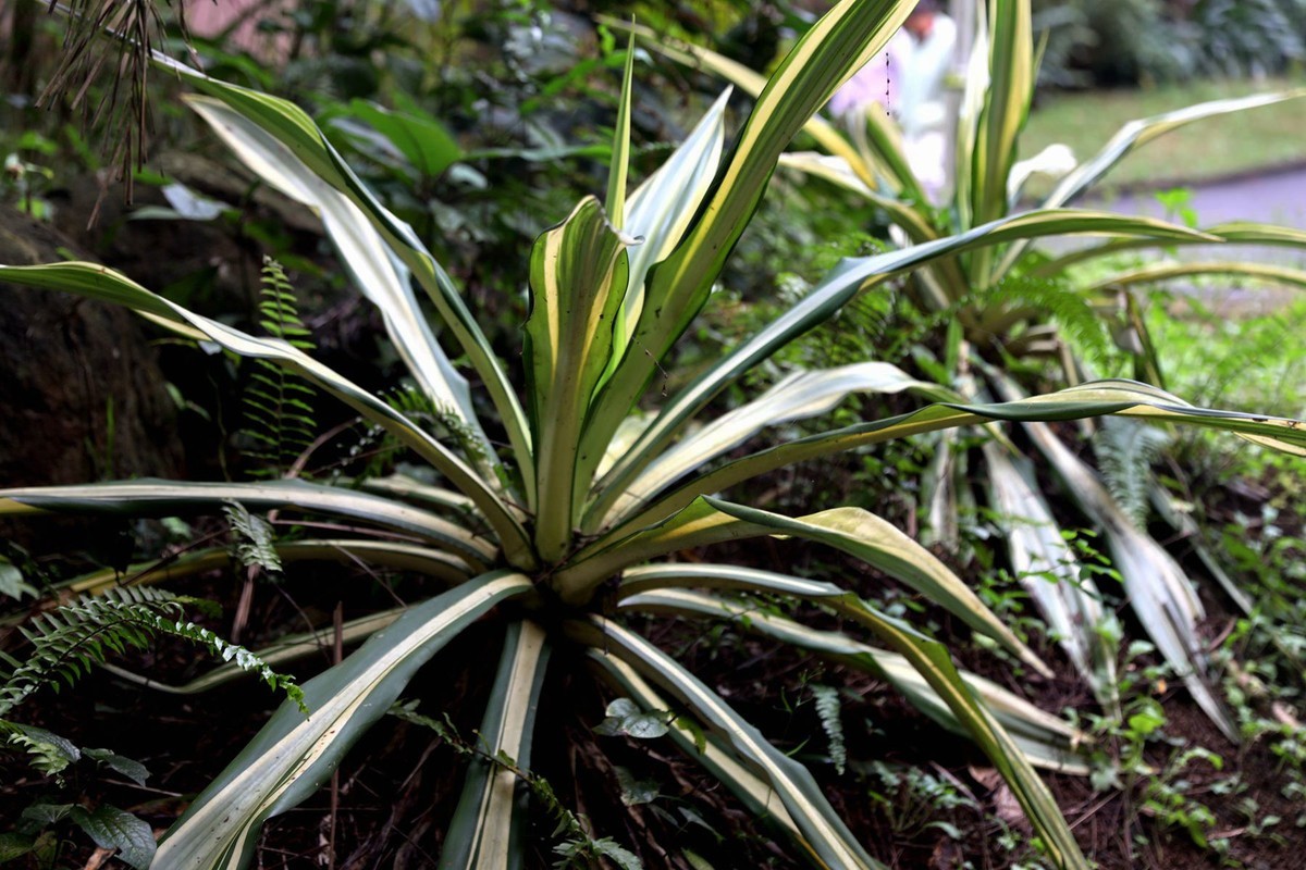 亚热带植物--吊兰