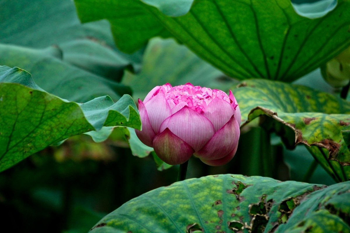 明湖秋荷——渐行渐远的荷花季（二）