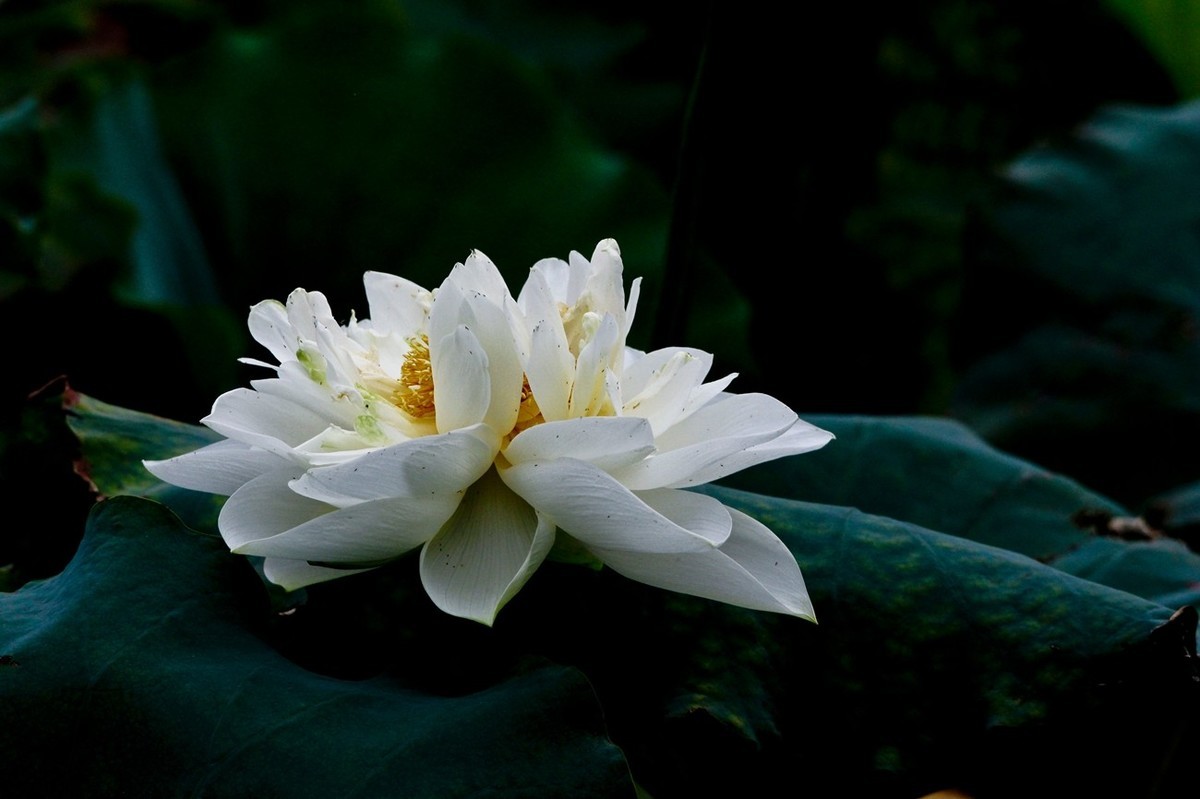 明湖秋荷——渐行渐远的荷花季（二）