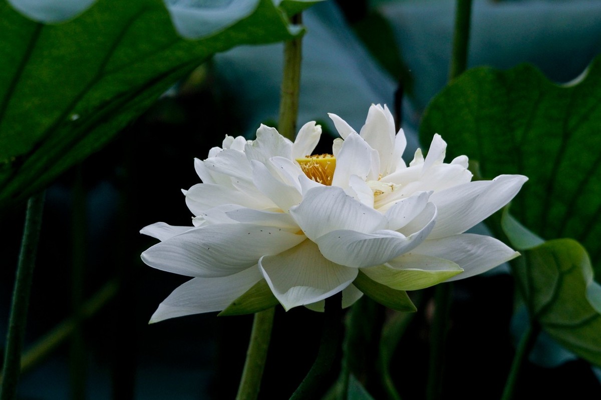 明湖秋荷——渐行渐远的荷花季（二）