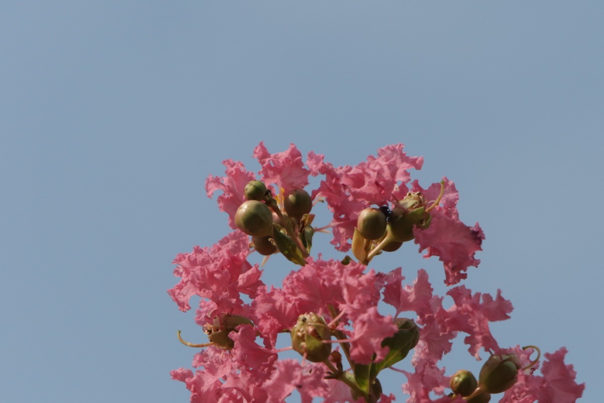 关东百花园（367）——紫薇