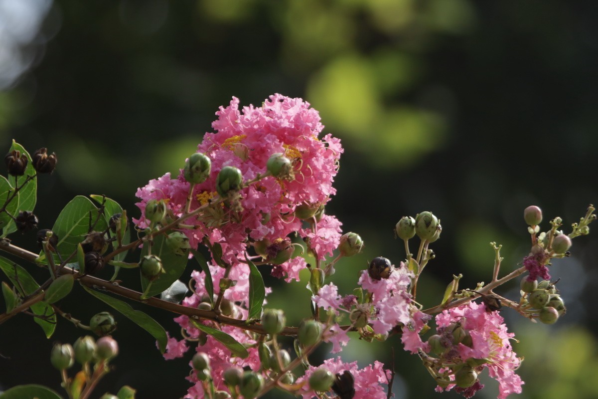 关东百花园（367）——紫薇