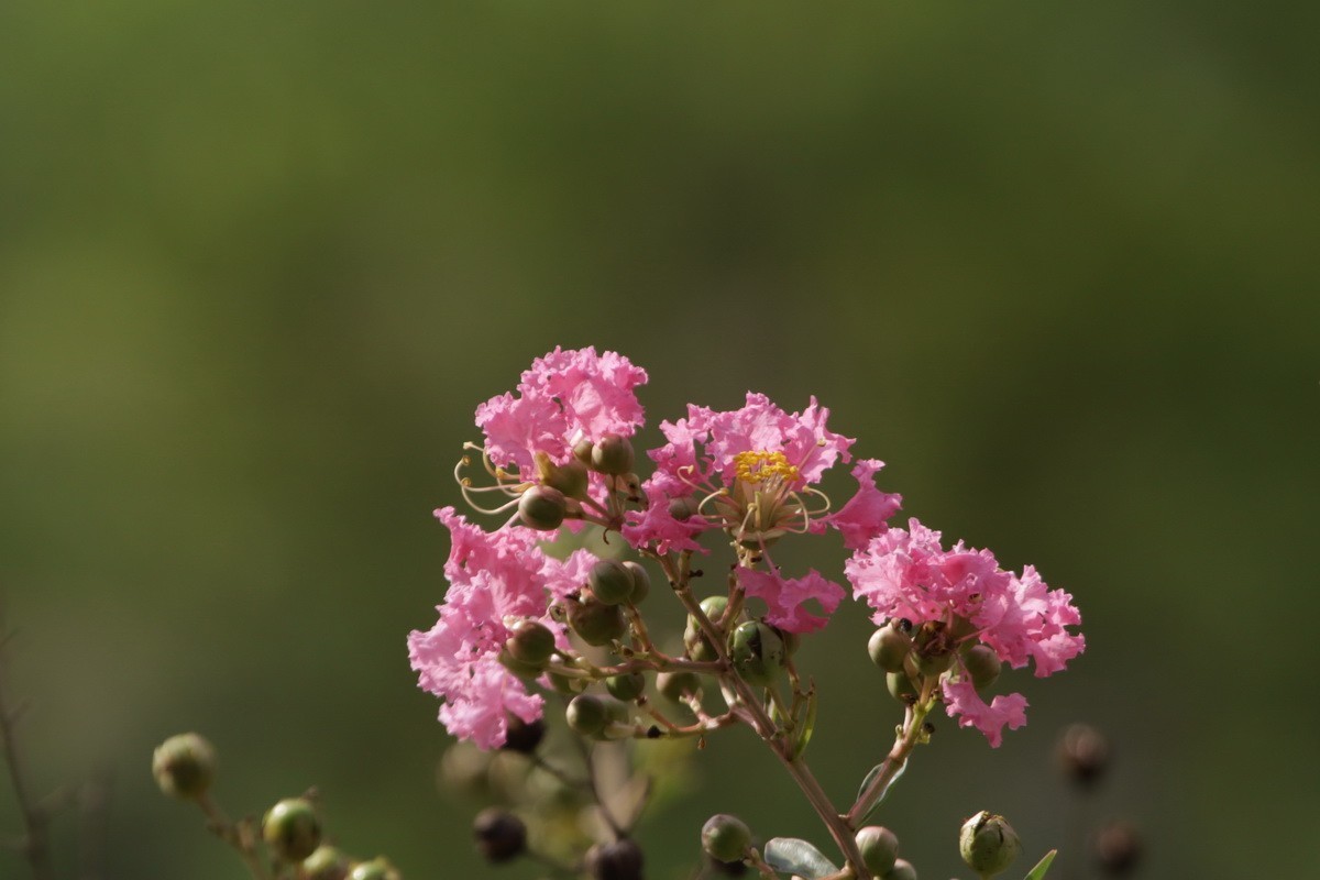 关东百花园（367）——紫薇