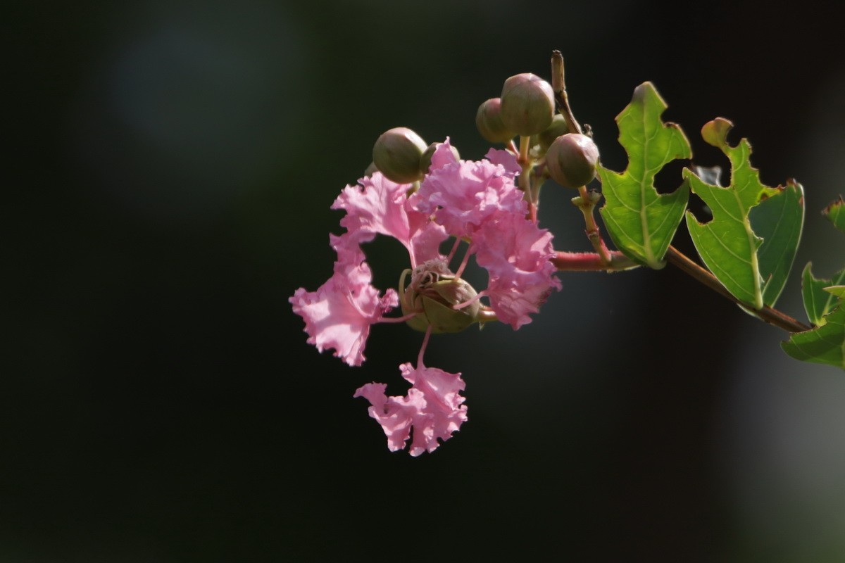 关东百花园（367）——紫薇