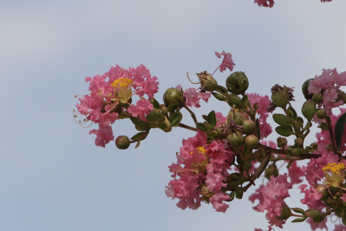 关东百花园（367）——紫薇