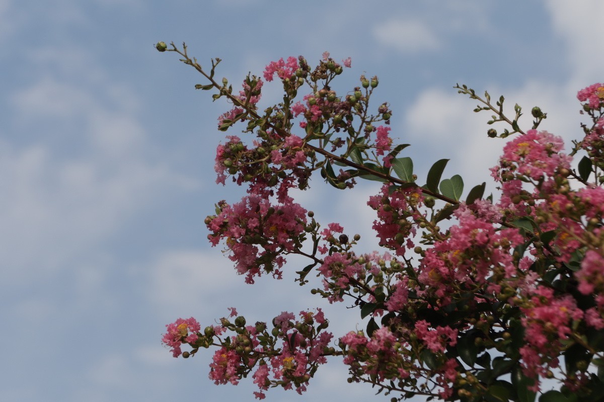 关东百花园（367）——紫薇