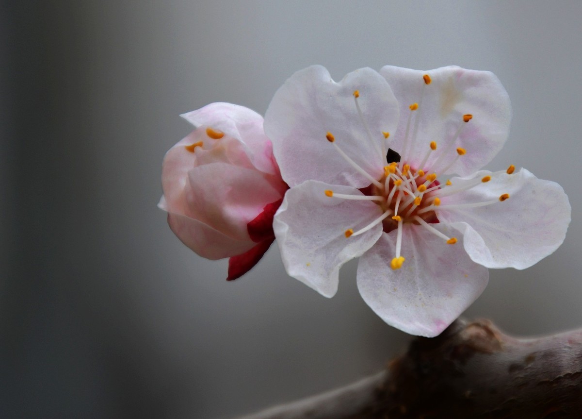 随手拍了几朵杏花