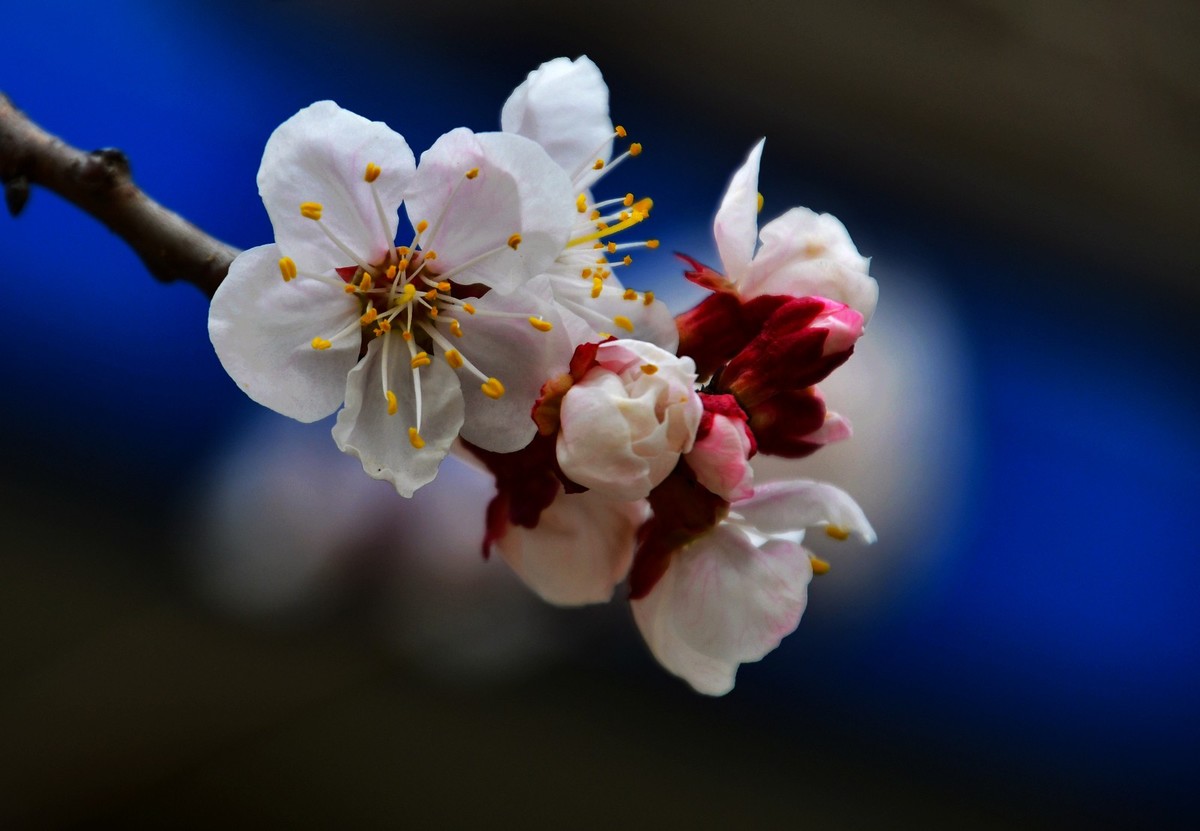 随手拍了几朵杏花