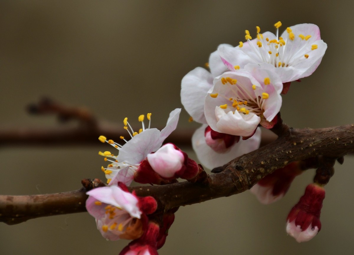 随手拍了几朵杏花