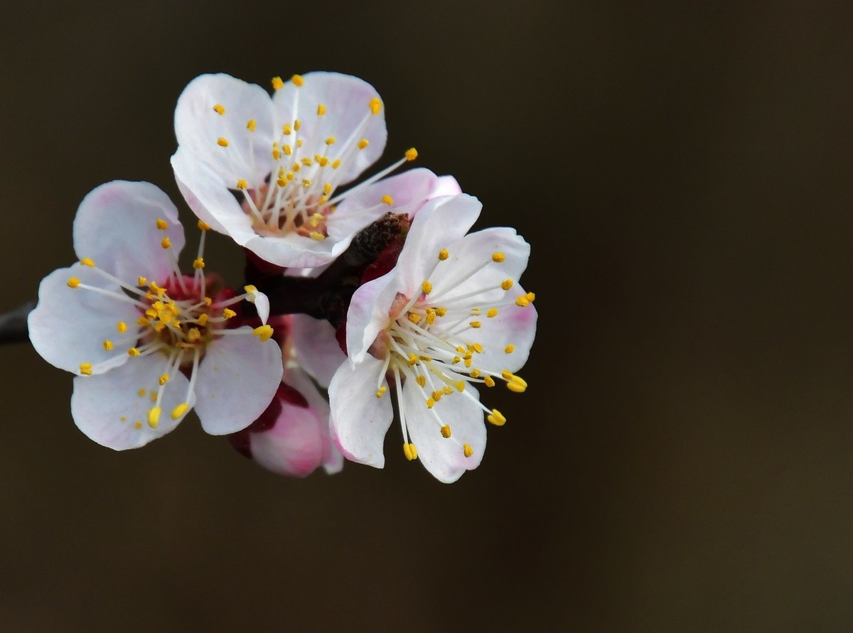 随手拍了几朵杏花