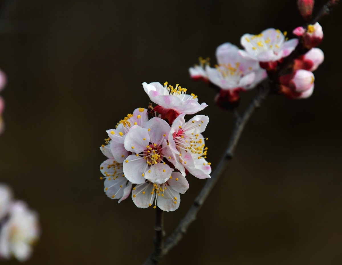 随手拍了几朵杏花