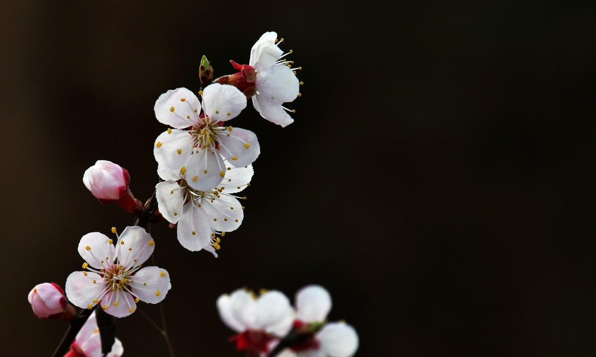 随手拍了几朵杏花