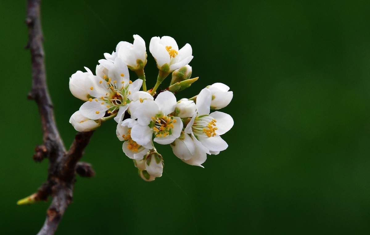 随手拍了几朵杏花